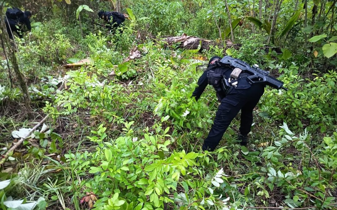 Erradican 128 mil arbustos de coca en Petén