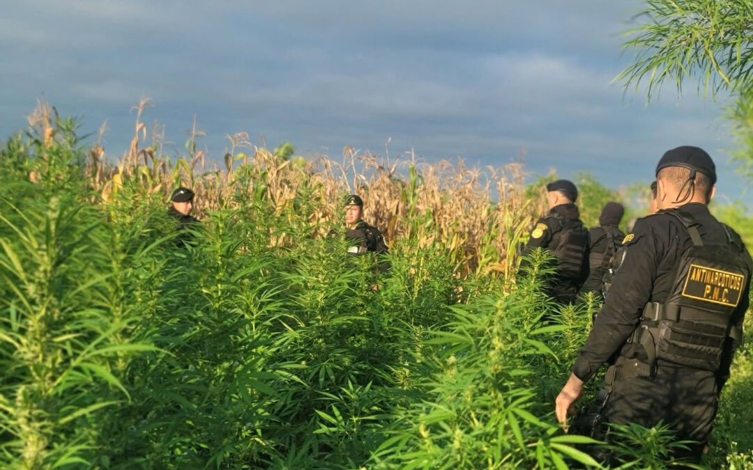 PNC erradica 201 mil matas de marihuana en Petén