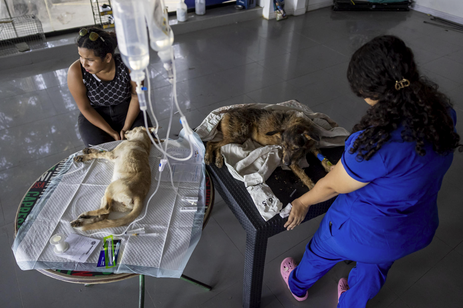 Mascotas víctimas de los sismos en Venezuela esperan por un hogar