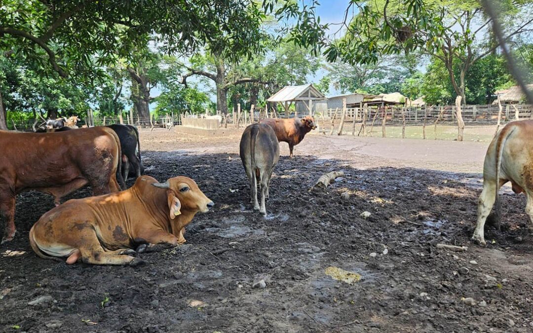 MAGA evalúa 78 animales en prevención del gusano barrenador