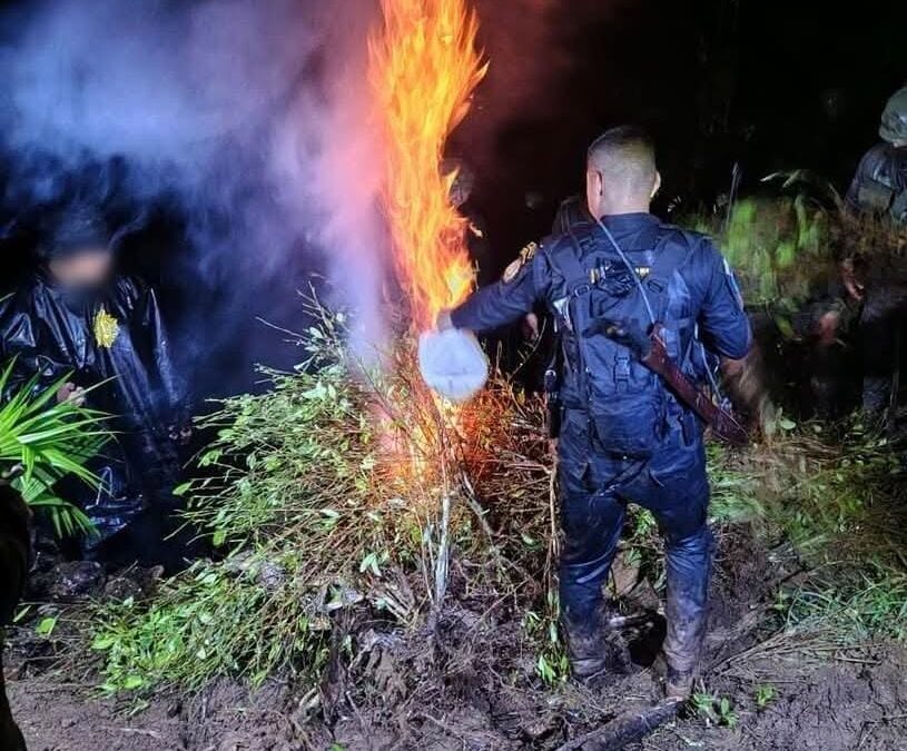 Localizan plantación de coca valorada en Q763 mil en Alta Verapaz