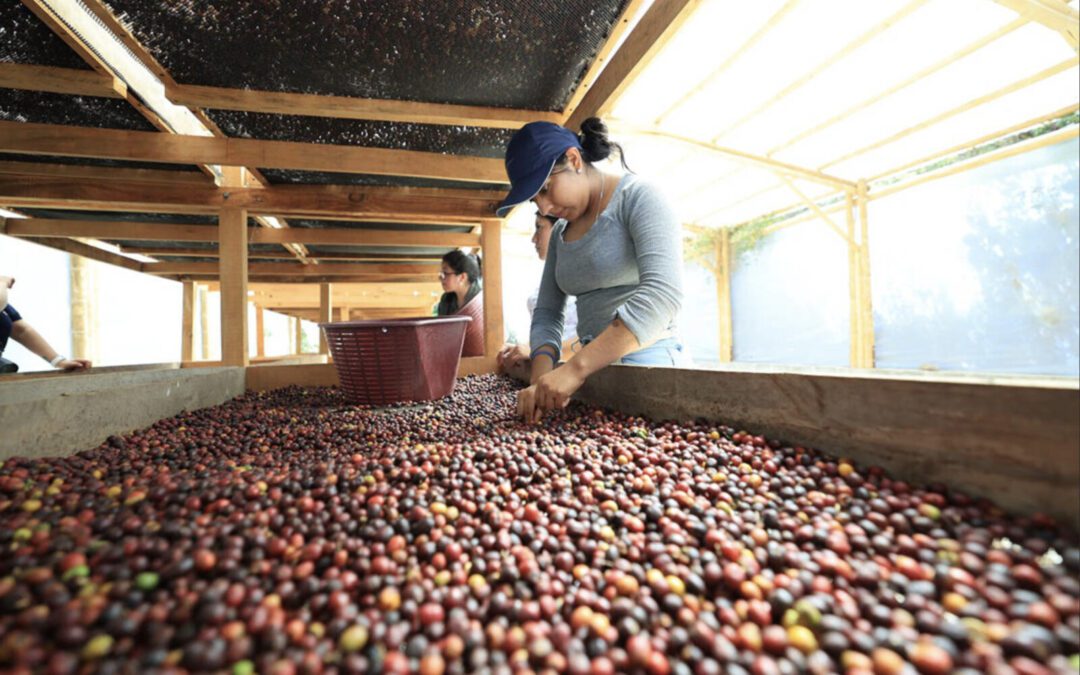 Guatemala exportó 15 % más grano en año cafetero