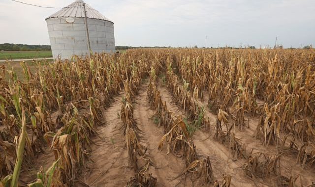 Jamaica prepara medidas de contención por la sequía derivada del fenómeno El Niño