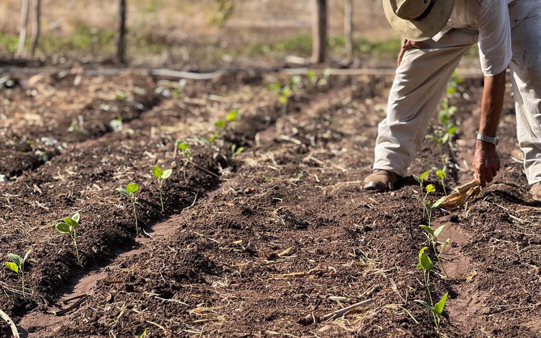 MAGA entrega hortalizas a 200 agricultores de Quiché